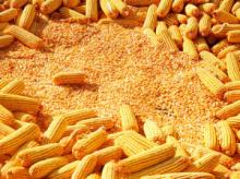 Yellow Corn/Maize GRADE 1