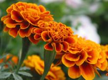 Marigold Extract Lutein 5%-90% Zeaxanthin 5%~50%
