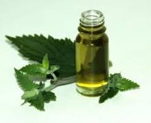 100% Pure Natural Catnip Essential Oil