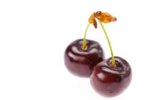 Pure and natrual Cherry Kernel Oil