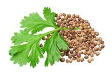 Coriander Select CO2 Extract/ Coriander Seed