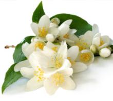 Jasmine Sambac - Essential oil - CO2 extract