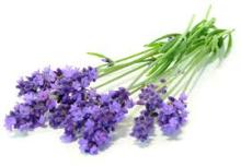 Lavandin Grosso Essential Oil/  Lavender  Flower Select CO2 Extract /  Lavender  Vanilla BBW Type Fragra