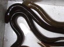  Live  Eel Fish