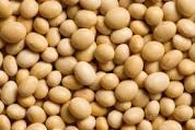 DRIED SOY BEANS