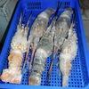 fresh lobster from Canada