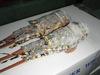  Canada  Lobsters