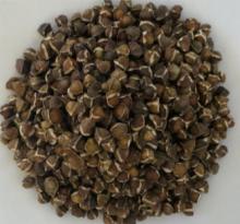 Moringa seeds