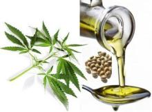 Hemp Seed Oil /  Organic  Hemp Seed Oil
