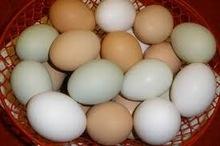  fresh   white   eggs  for  sale 