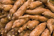 Fresh cassava for sale at best prices