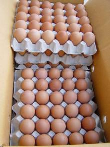 Poultry   Eggs  ready for sale