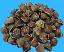 FROZEN BROWN CLAM - HIGH QUALITY