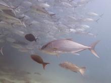 life grouper