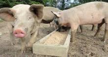 Animal Feed available for sale