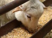 Animal  Feed ,Bone Meal, Corn  Gluten Meal,Cotton  Seed ..