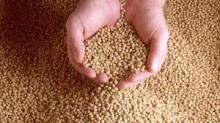 High protein soybean meal for animal feed