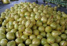  Fresh   Honey  Pomelo From Africa