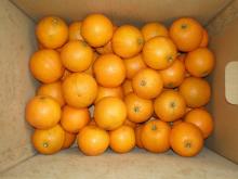 Fresh Valencia Oranges From South Africa