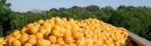 ORANGES from South Africa