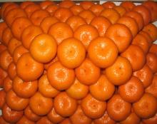 Fresh South Africa Orange/Fresh Shatang Orange fruit
