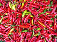 Small Red Hot Chili Peppers for Sale