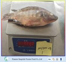 Sea Food Frozen Black Tilapia Fish From Wholesale Product