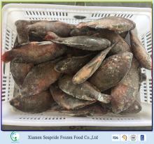 Seafood Frozen Tilapia Whole Round Wholesale Price