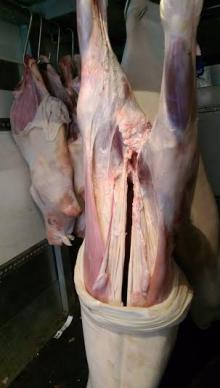 Halal Veal Carcasses whole 60~110 kg sizes