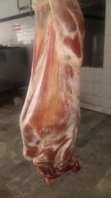 Fresh Veal / Halal Veal / Fresh Veal Carcasses 60~100 kg sizes