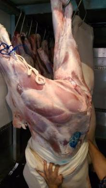 Freshly Chilled @ -15 Degrees C. Halal Veal Carcasses whole 60~110 kg sizes