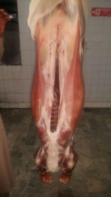 Halal Freshly Chilled Veal Carcasses 60~100 kg sizes