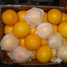Fresh Midnight Oranges from South Africa