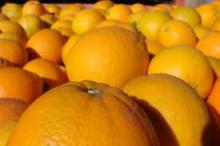 FRESH NAVEL AND VALENCIA ORANGES FROM SOUTH AFRICA