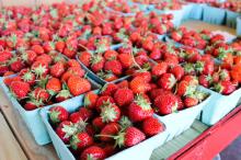 Fresh Fuji Apple Fruit , Fresh Strawberry, Fresh Navel Oranges