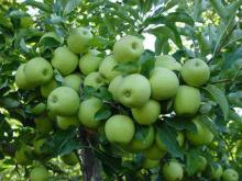 Fresh New Crop Green Apple