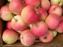 Fresh New Crop Jiguan Apple