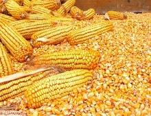 Yellow Corn NON GMO for Animal Feed