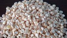 White  Corn   Non   Gmo 