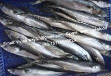China  Frozen   Spanish   Mackerel  (Scomberomorus Niphonius)