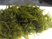 морские водоросли сугинори бени мидори сиро