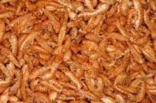 Gammarus Grade A