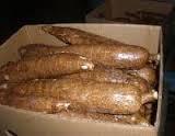 Fresh cassava Grade A For Sale
