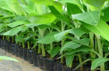 Odisha Fresh Green Banana