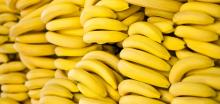Fresh Yellow Banana for Sale ..