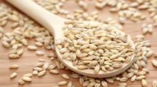  Barley   Malt   grain 