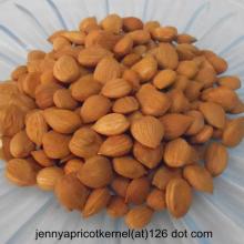 Bitter Apricot Kernel
