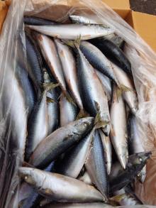2016 best selling  whole sale sea food frozen  mackerel   whole   round 