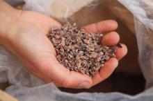 Organic  Cocoa   Nibs 