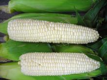 White Corn Seeds